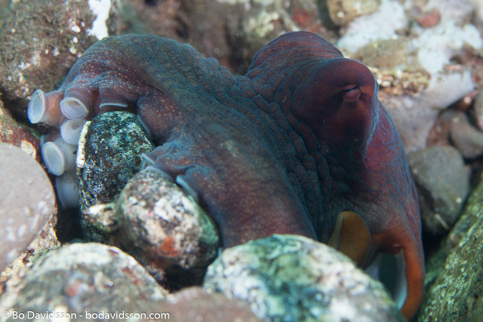 BD-130407-Tulamben-1131-Octopus-cyanea.-Gray.-1849-[Big-blue-octopus].jpg